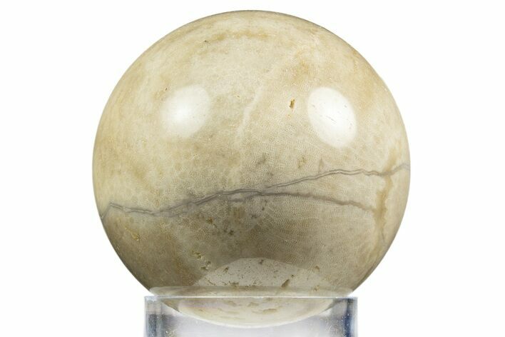 Polished Agatized Fossil Coral Sphere - Indonesia #311528